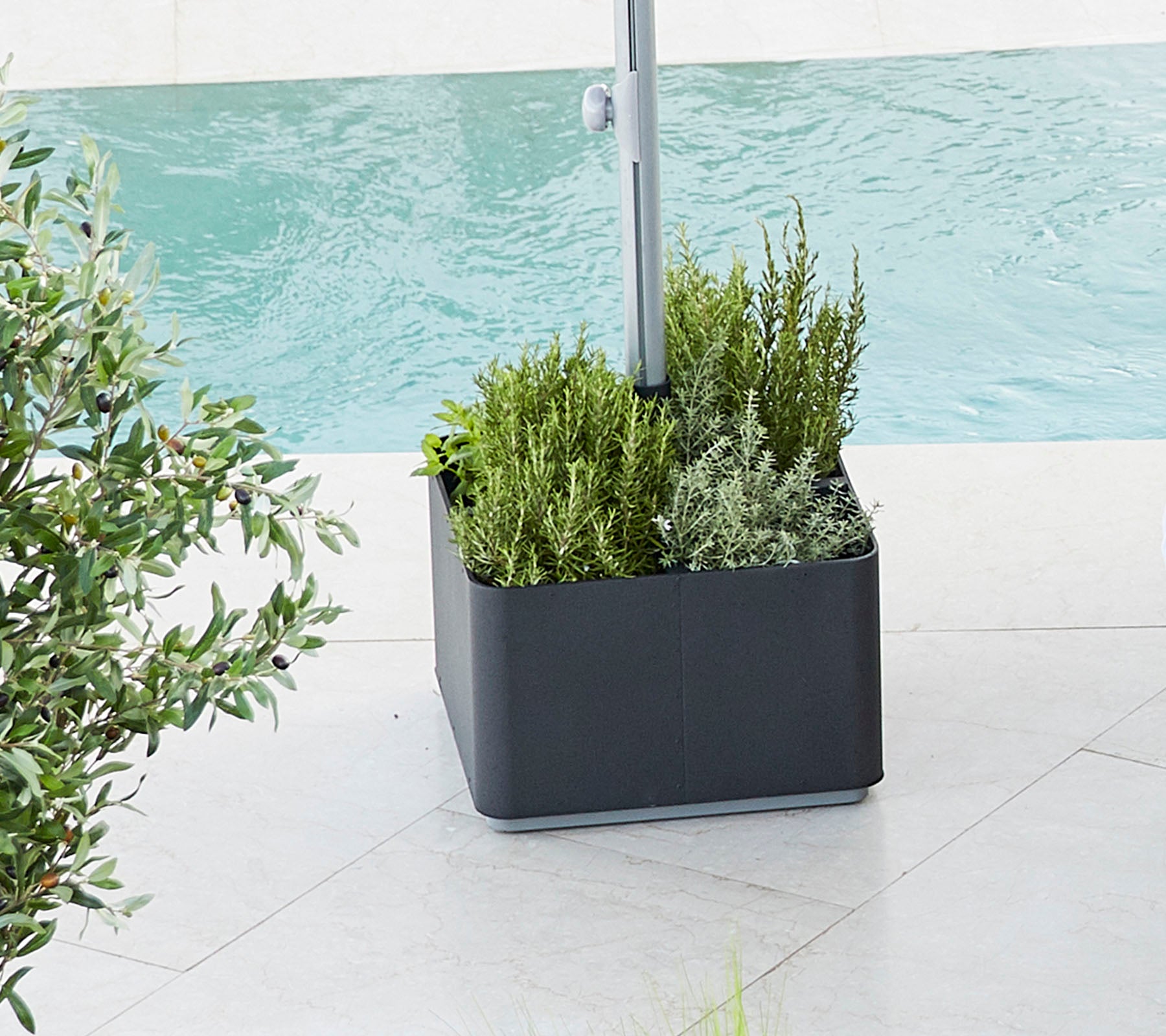 Plantas llenas de un verde vibrante, con varias plantas colocadas junto a un cuerpo de agua, proporcionando una atmósfera fresca y serena.