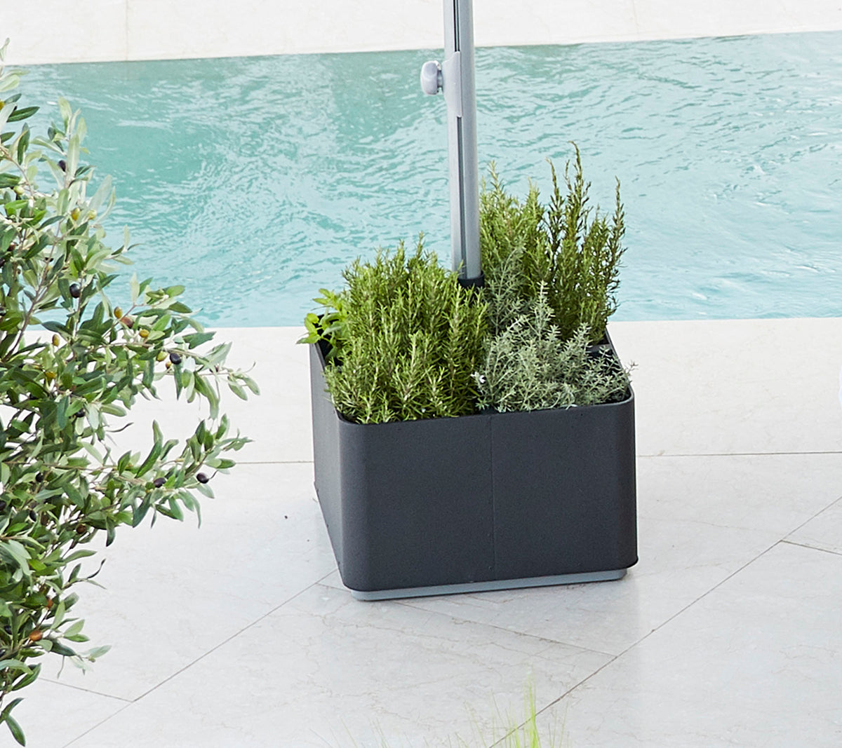 Plantas llenas de un verde vibrante, con varias plantas colocadas junto a un cuerpo de agua, proporcionando una atmósfera fresca y serena.